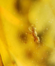 MA20 AMBAR FÓSIL THRIP (THYSANOPTERA, ARAÑUELA) cretácico Burmite con insecto segunda mano  Embacar hacia Mexico