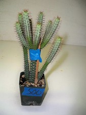 500 euphorbia baioensis for sale  El Cajon