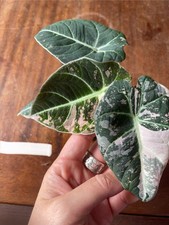 Alocasia black velvet d'occasion  Paris XIX