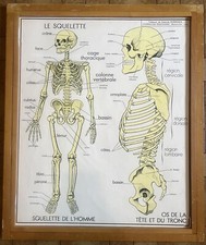 Complete lot human d'occasion  Expédié en Belgium