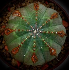 Euphorbia obesa brown usato  Napoli