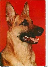 Animaux chiens berger d'occasion  Fruges
