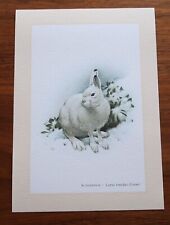 Schneehase lepus timidus gebraucht kaufen  Bad Oldesloe