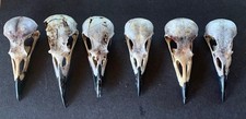 Taxidermy skulls 6 for sale  LITTLEHAMPTON