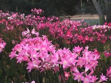 Amaryllis belladonna bulbs for sale  USA