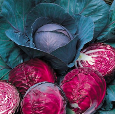 Rotkohl samen red gebraucht kaufen  Wuppertal