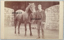 Cdv boy horse for sale  CHESTERFIELD