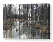 Woodland stillnes 30x20 for sale  Three Mile Bay