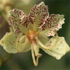 Bauhinia semla orchidea usato  Italia