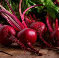 Ruby queen beet for sale  Minneapolis