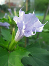 Datura stramonium erba usato  Italia