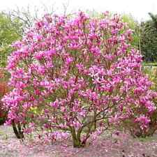 Magnolia tree plant for sale  LONDON