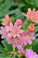 Lewisia cotyledon for sale  BIDEFORD