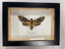 death head moth for sale death head moth for sale RUGBY