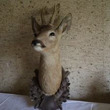 Rehbock jagdtrophäe holzplatt gebraucht kaufen Rehbock jagdtrophäe holzplatt gebraucht kaufen  Weißenburg i.Bay.