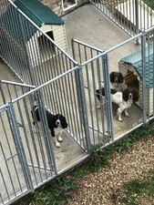 Steel dog run for sale  RUSHDEN