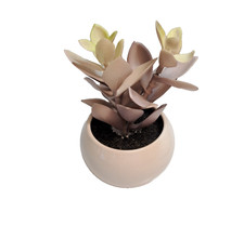 Faux potted succulent for sale  Westlake