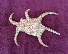 4020 coquillage araignee d'occasion  Vence