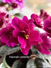 African violet plant for sale  Cedar Park