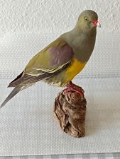 Taxidermie taxidermy trophées d'occasion  Échirolles