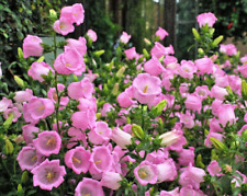 Canterbury bells campanula for sale  READING