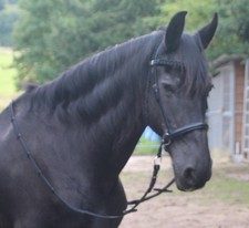Gebisslos leder trense gebraucht kaufen  Bogel, Mieheln, Weyer