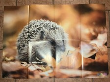 Medizini poster junger gebraucht kaufen  Husum