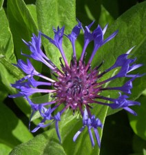 Bergflockenblume centaurea mon gebraucht kaufen  Bad Zwischenahn