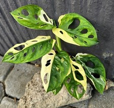 Schöne monstera adansonii gebraucht kaufen  Obertshausen