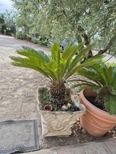 cycas vaso usato cycas vaso usato Cerignola