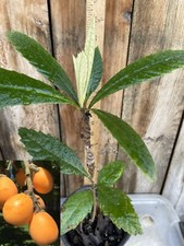 Seedling grafted perennial for sale  Temple City