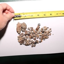 Huge dinosaur fossil for sale  Scottsdale