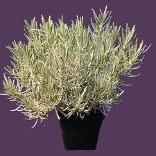 Phenomenal lavender live for sale  Elkins