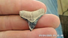Dente squalo toro usato  Spedire a Italy