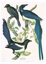 Short billed jay for sale Short billed jay for sale  DEREHAM