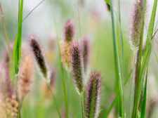 Pennisetum thunbergii red for sale  MARCH