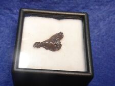 Meteorite sikhote alin usato  Napoli