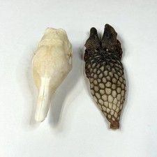 Real armadillo skull for sale  Waseca