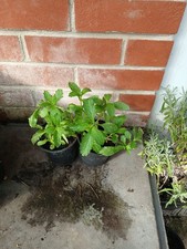Verbena bonariensis plants for sale  SOUTHAMPTON