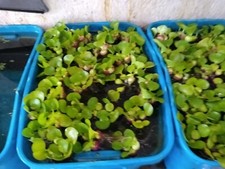 100 helen water for sale  Industry