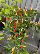 Basket fire chilli for sale  BRIGHTON