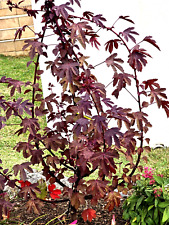 Cranberry maple leaf for sale  Honolulu