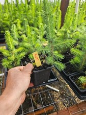 2pack live medium for sale  North Bend