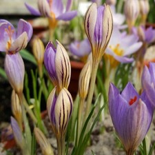 Teufels krokusse imperati gebraucht kaufen  Emden