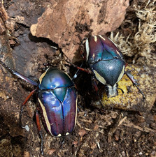 Dichronorhina conradsi rare for sale  BRIGG
