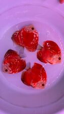 Red panda discus for sale  San Jose