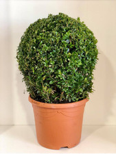 Buxus palla pianta usato  Terlizzi