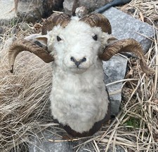 Dall ram head for sale  Brighton