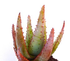 Semi aloe aculeata usato  Napoli