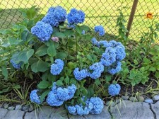 Nikko blue hydrangea for sale  Silver Spring